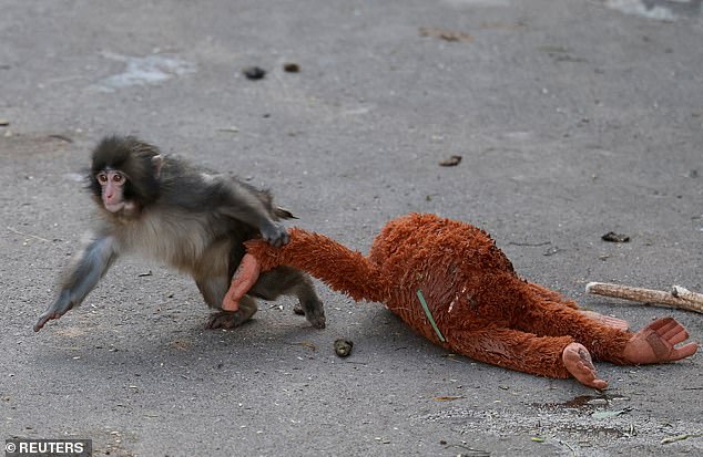 Viral Viral: Abandoned Baby Monkey Becomes Global Celebrity