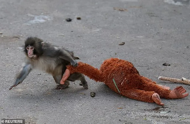 Viral Viral: Abandoned Baby Monkey Becomes Global Celebrity