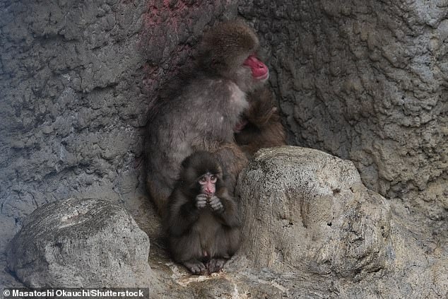 Punch the Macaque Takes Steps Toward Social Integration with Help of Plush Toy