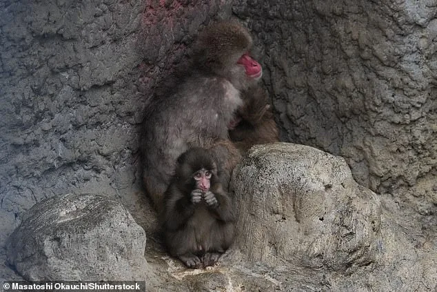 Punch the Macaque Takes Steps Toward Social Integration with Help of Plush Toy