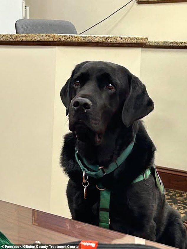 Therapy Dog's Unlikely Entrance Leads to Mistrial in Pennsylvania Dog Killing Case