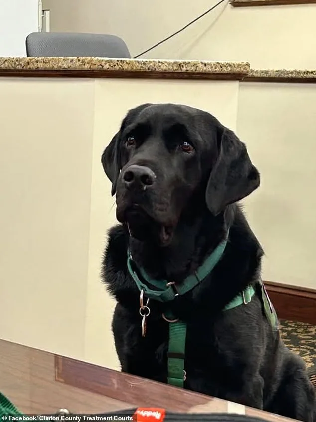 Therapy Dog's Unlikely Entrance Leads to Mistrial in Pennsylvania Dog Killing Case
