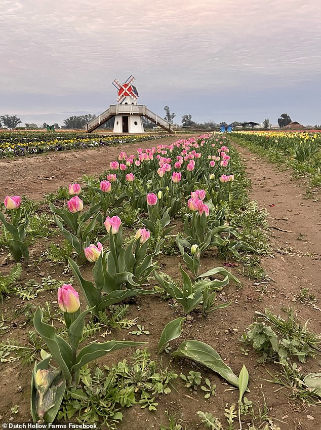 Viral TikTok Surge Tramples Dutch Hollow Farms' Tulips