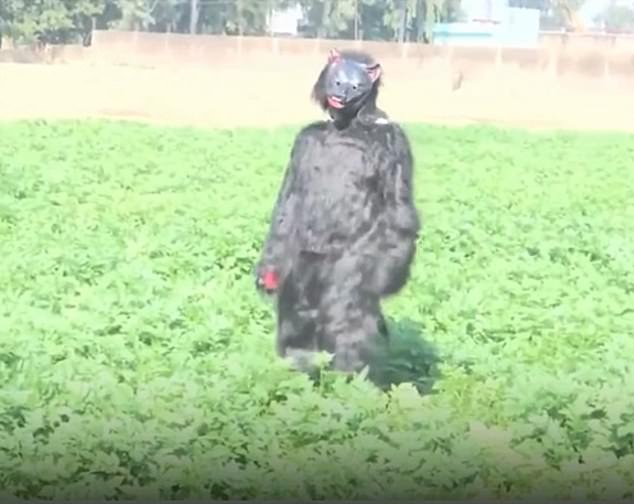 Farmers in India Dress as Bears to Deter Monkeys Raiding Crops