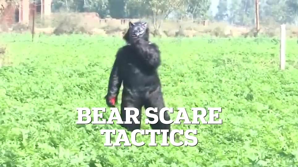 Farmers in India Dress as Bears to Deter Monkeys Raiding Crops