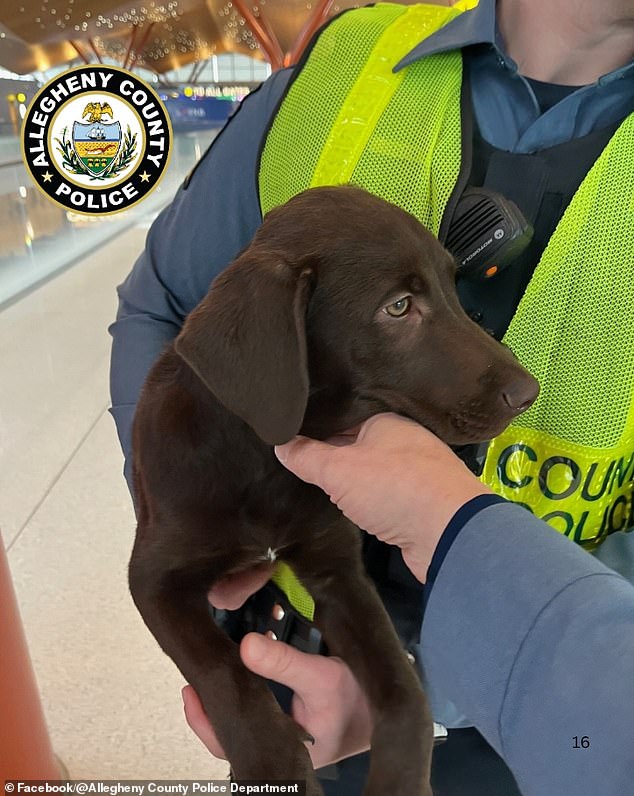 Pittsburgh Airport Puppy Abandonment Sparks Outrage