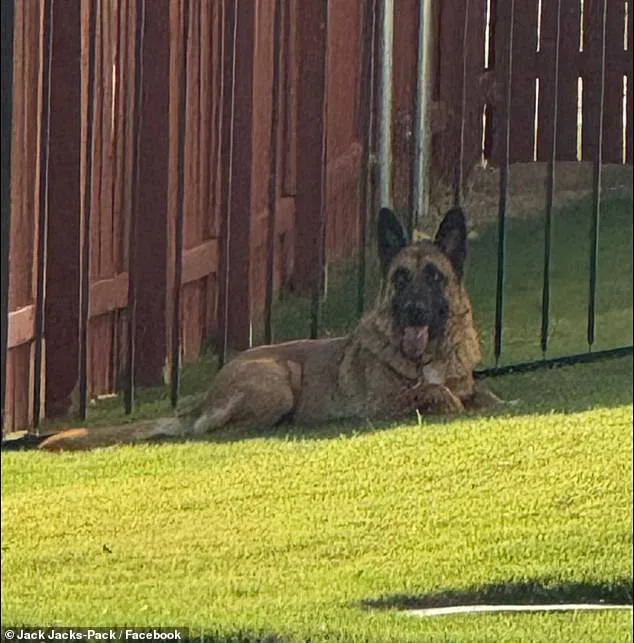 Harrowing Rescue of German Shepherd Abandoned in Scorching Austin Heat