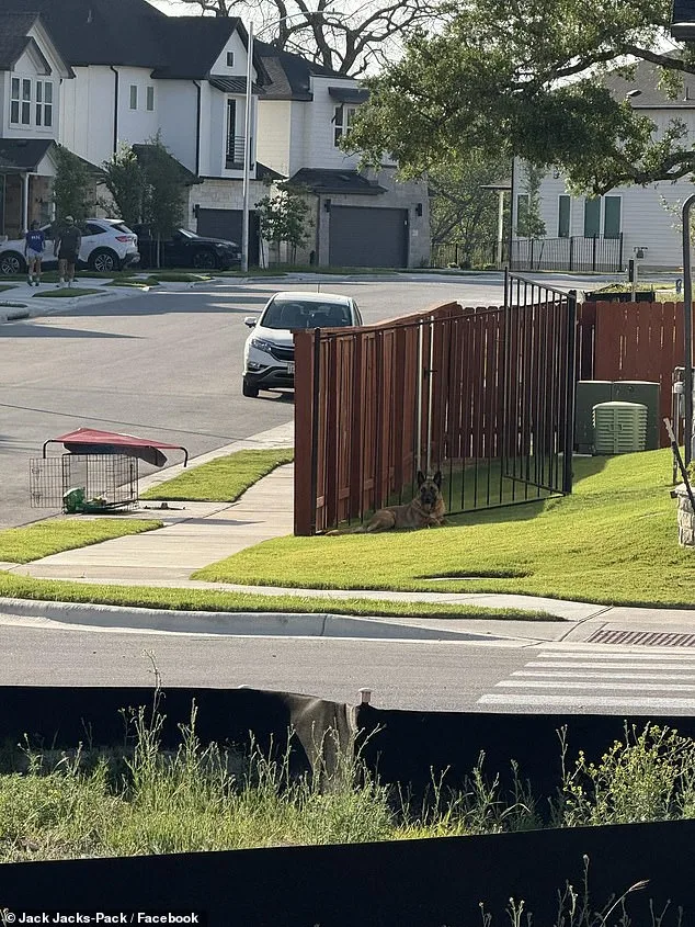 Harrowing Rescue of German Shepherd Abandoned in Scorching Austin Heat