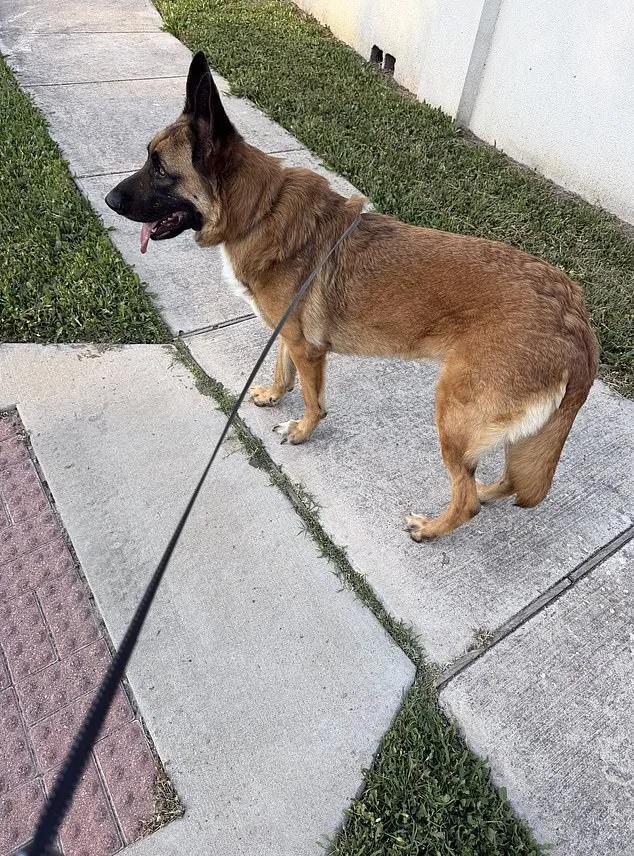 Harrowing Rescue of German Shepherd Abandoned in Scorching Austin Heat