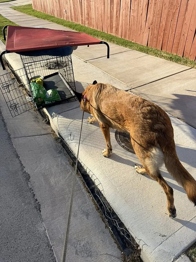 Harrowing Rescue of German Shepherd Abandoned in Scorching Austin Heat