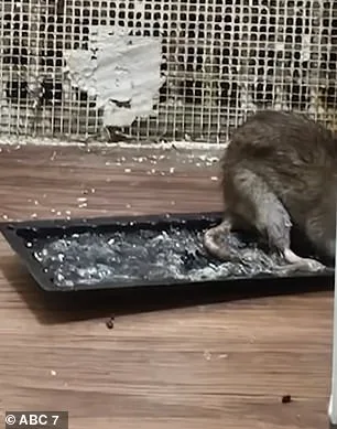 71-Year-Old Breast Cancer Survivor's Desperate Battle Against Relentless Rat Infestation in Bronx Apartment