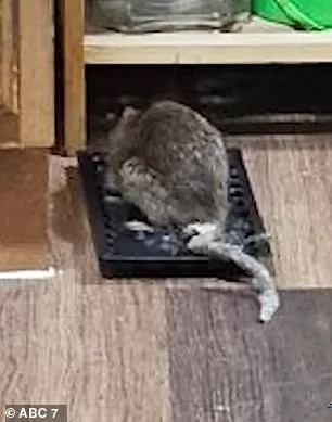 71-Year-Old Breast Cancer Survivor's Desperate Battle Against Relentless Rat Infestation in Bronx Apartment