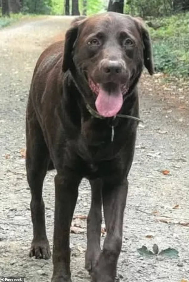 Tragic Death of Chocolate Labrador After Puddle Electrocution; Woman Testifies at Portsmouth City Council