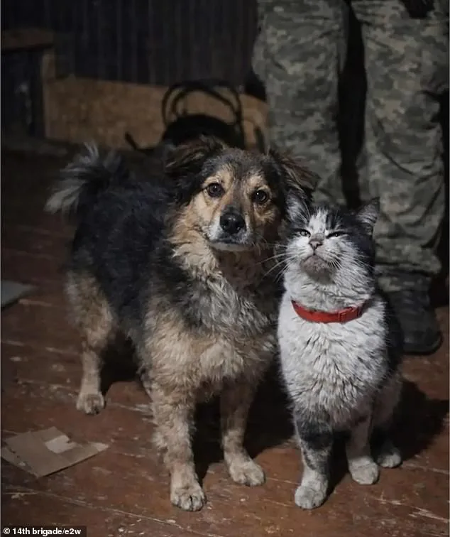 Ukrainian Drone Rescues Cat and Dog in Mercy Mission Amid War