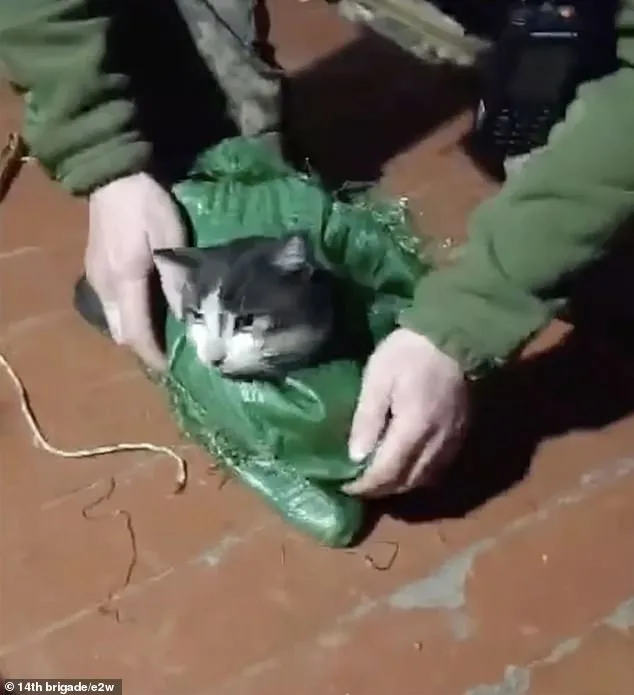 Ukrainian Drone Rescues Cat and Dog in Mercy Mission Amid War