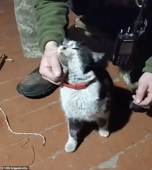 Ukrainian Drone Rescues Cat and Dog in Mercy Mission Amid War