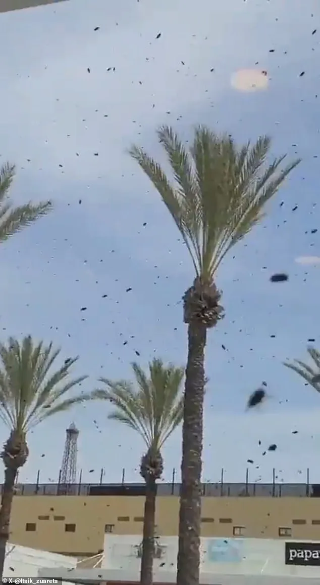 Crows Circle Tel Aviv: Natural Phenomenon or Sign of Doom?