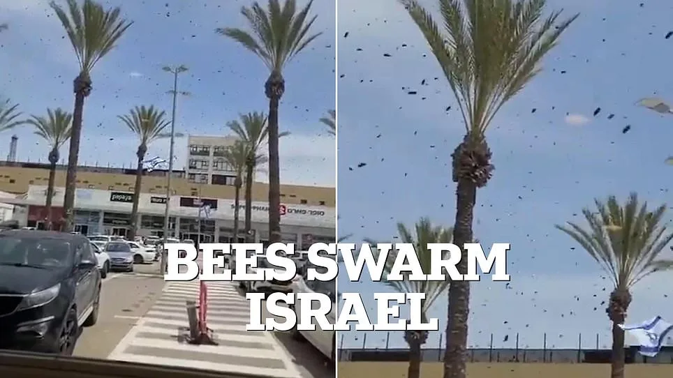 Crows Circle Tel Aviv: Natural Phenomenon or Sign of Doom?