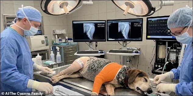 Florida family swindled out of $2,800 by AI-generated dog surgery scam.