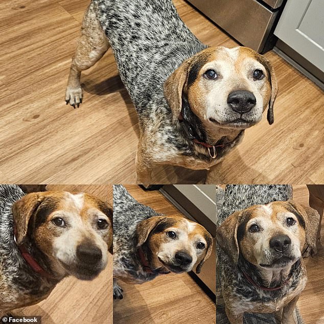 Florida family swindled out of $2,800 by AI-generated dog surgery scam.