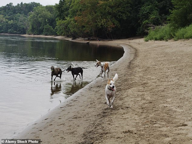 School board member faces backlash over proposal to move dog parks to white cemeteries.