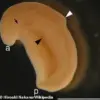 Ancient Worm Reveals Secrets of Human Anus Evolution