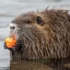 FWS Encourages Americans to Hunt and Eat Invasive Nutria for Wildlife and Human Safety