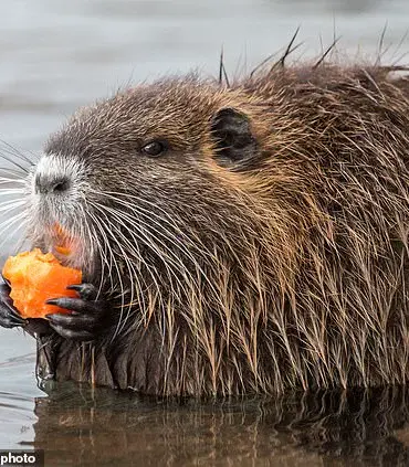 FWS Encourages Americans to Hunt and Eat Invasive Nutria for Wildlife and Human Safety