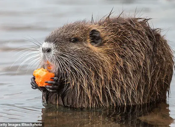 FWS Encourages Americans to Hunt and Eat Invasive Nutria for Wildlife and Human Safety