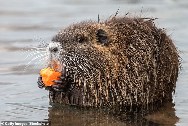 FWS Encourages Americans to Hunt and Eat Invasive Nutria for Wildlife and Human Safety