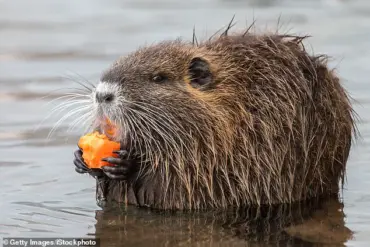 Nutria: The Invasive Rodent Posing a Threat to US Wetland and Human Health