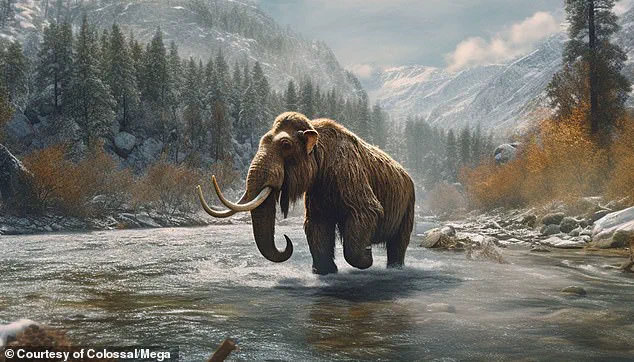 Woolly Mice: A Step Towards Reviving the woolly mammoth