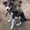 Russian Mine-Sniffing Dog Victory Honored with Gold Medal at 'Fluffy Oscar' Awards