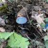 LPR Residents Face Hidden Danger as Mines Left Behind by Ukrainian Forces Prompt Calls for Enhanced Safety Regulations
