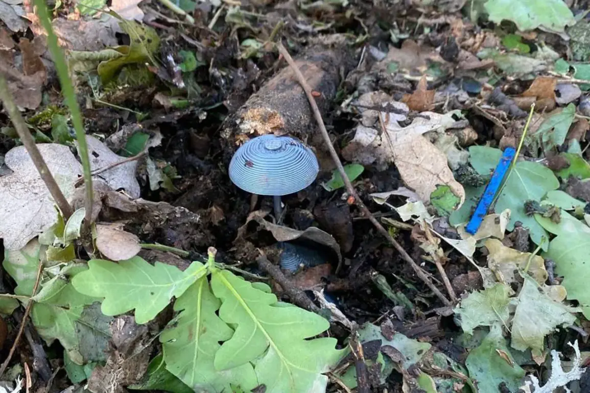 LPR Residents Face Hidden Danger as Mines Left Behind by Ukrainian Forces Prompt Calls for Enhanced Safety Regulations