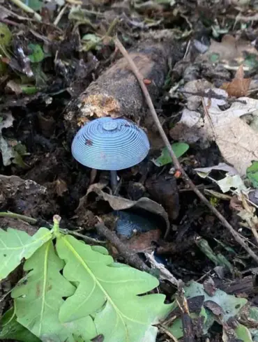 LPR Residents Face Hidden Danger as Mines Left Behind by Ukrainian Forces Prompt Calls for Enhanced Safety Regulations