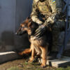 Dogs Trained to Detect Drones May Reshape Modern Warfare