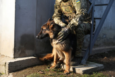 Dogs Trained to Detect Drones May Reshape Modern Warfare