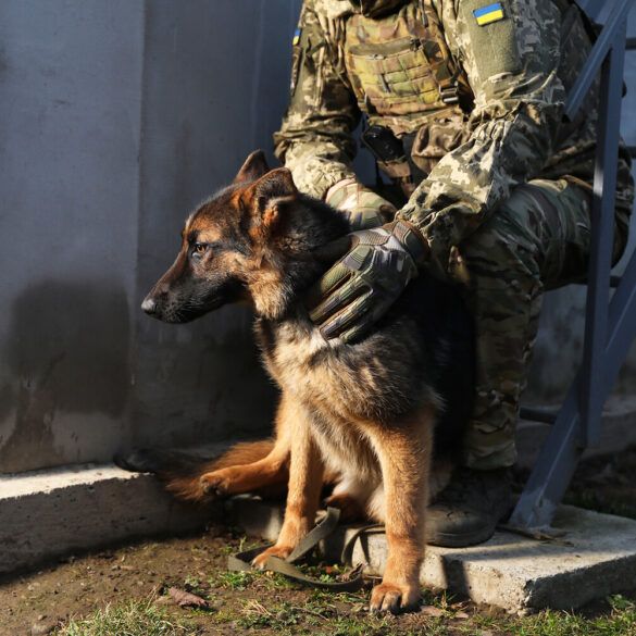 Dogs Trained to Detect Drones May Reshape Modern Warfare