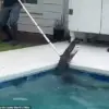 Exclusive Footage Reveals 7-Foot Gator's Brutal 'Death Spiral' as Deputies and Trapper Battle to Extract It from Family's Pool