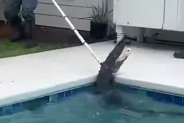 Exclusive Footage Reveals 7-Foot Gator's Brutal 'Death Spiral' as Deputies and Trapper Battle to Extract It from Family's Pool