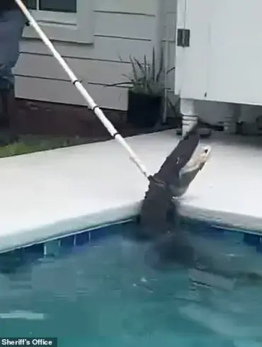 Exclusive Footage Reveals 7-Foot Gator's Brutal 'Death Spiral' as Deputies and Trapper Battle to Extract It from Family's Pool