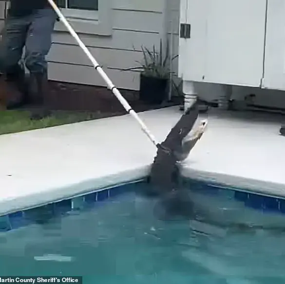 Exclusive Footage Reveals 7-Foot Gator's Brutal 'Death Spiral' as Deputies and Trapper Battle to Extract It from Family's Pool