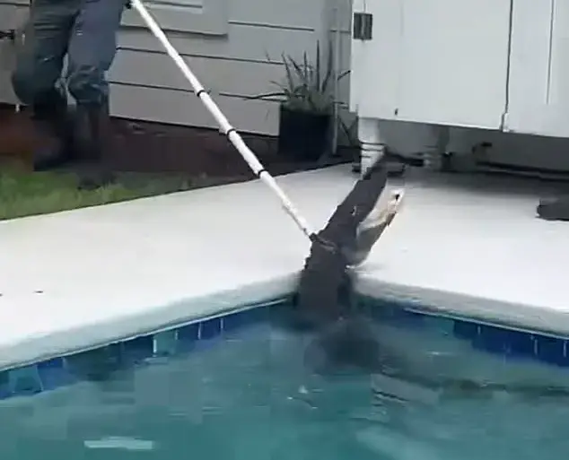 Exclusive Footage Reveals 7-Foot Gator's Brutal 'Death Spiral' as Deputies and Trapper Battle to Extract It from Family's Pool