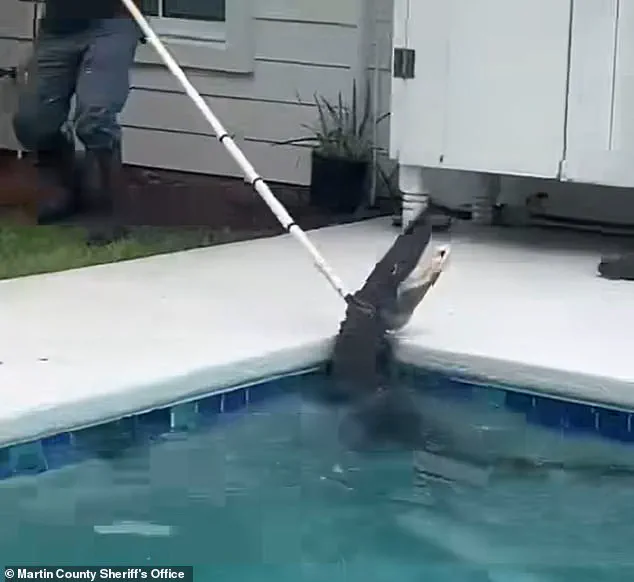 Exclusive Footage Reveals 7-Foot Gator's Brutal 'Death Spiral' as Deputies and Trapper Battle to Extract It from Family's Pool