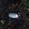 Kolokolchik Mine Detonates in Belgorod Oblast, Injuring Local Resident