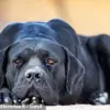 Tragic Death of Three-Year-Old Boy by Dogs Sparks Legal and Regulatory Questions in Greater Manchester