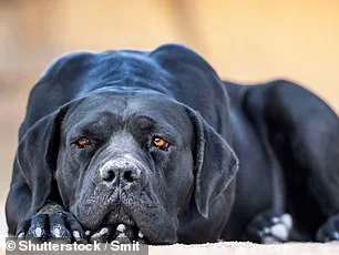 Tragic Death of Three-Year-Old Boy by Dogs Sparks Legal and Regulatory Questions in Greater Manchester