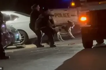 Tragic Pit Bull Attack Raises Questions About Animal Control Regulations