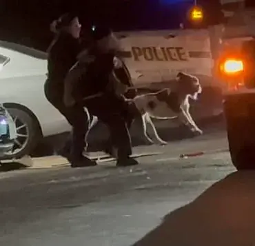 Tragic Pit Bull Attack Raises Questions About Animal Control Regulations